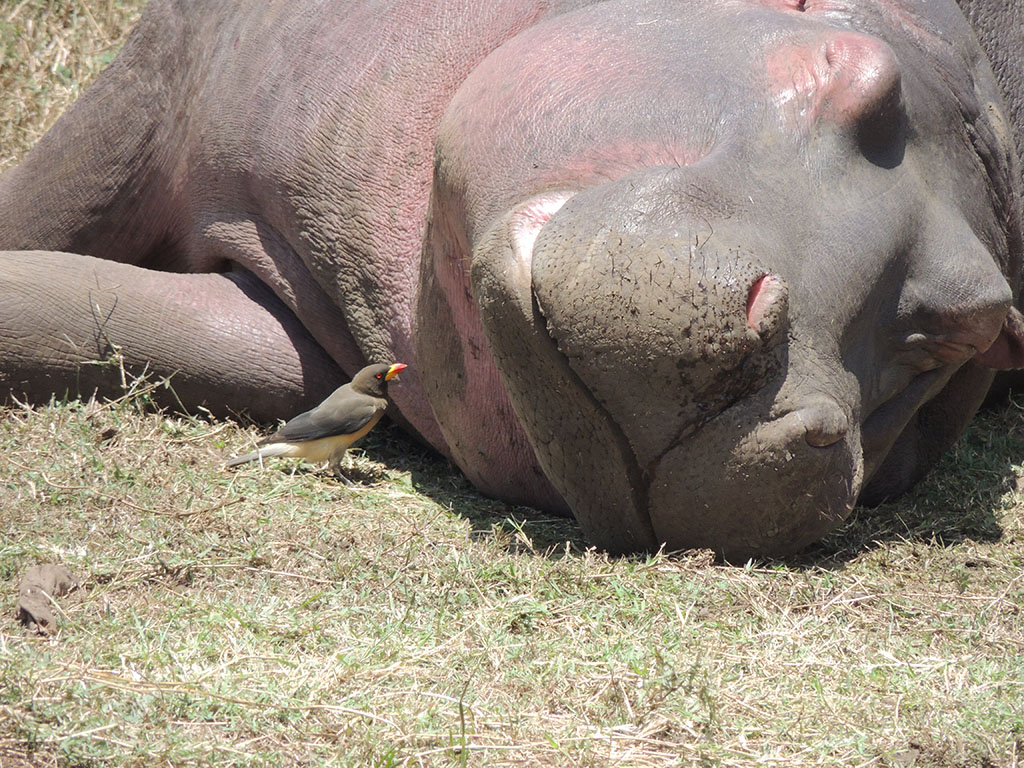 86 - Ngorongoro Naat - Tanzaniaional Park