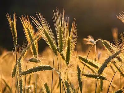 RICERCA, L'EVOLUZIONE DEL FRUMENTO SECONDO I GENI DELL'IMBRUNIMENTO DELLA FARINA