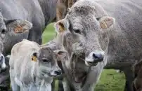 SI DIFFONDE VIRUS <br> DERMATITE BOVINA 