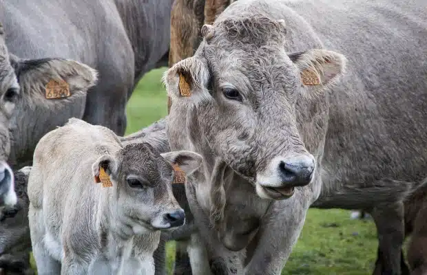 SI DIFFONDE VIRUS <br> DERMATITE BOVINA 