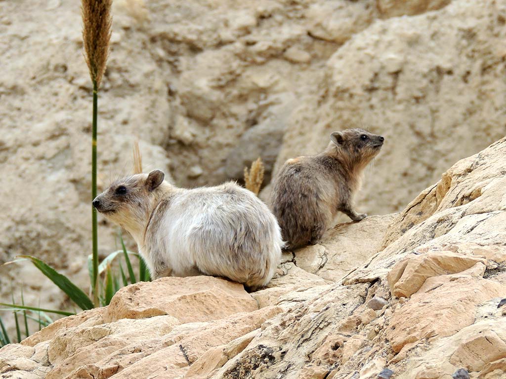 575 - Oasi di Ein Gedi, procavia della roccia - Israele