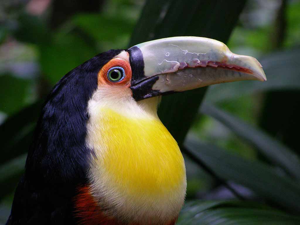 542 - Tucano alle cascate di Iguazu - Argentina