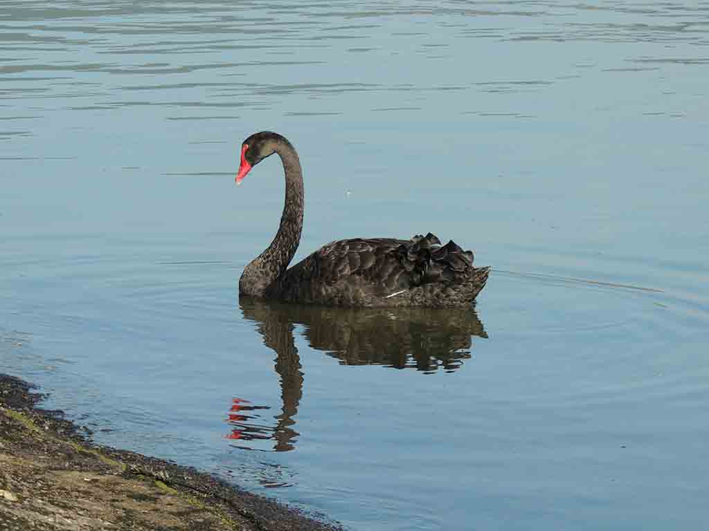 152 - Cigno nero - Nuova Zelanda