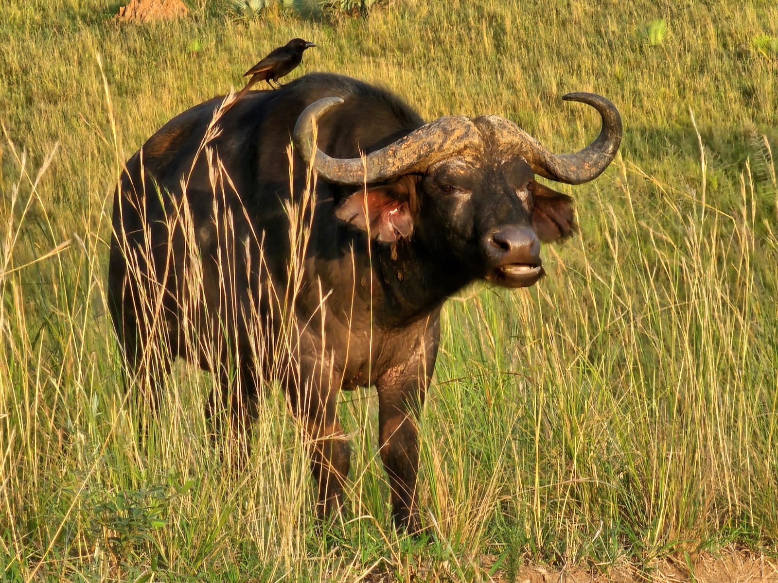 1133 - Bufalo - Uganda