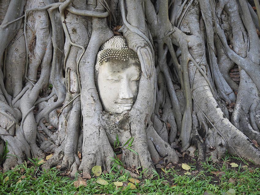 1086 - Budda avvolto dalle grandi radici di un albero millenario a Wat Mahathat di Ayutthaya - Thailandia
