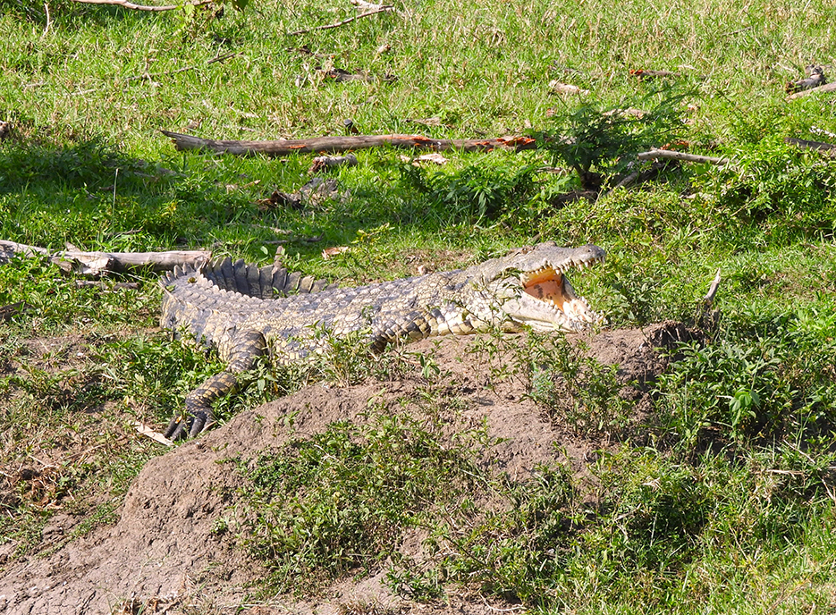 1141 - Coccodrillo - Uganda