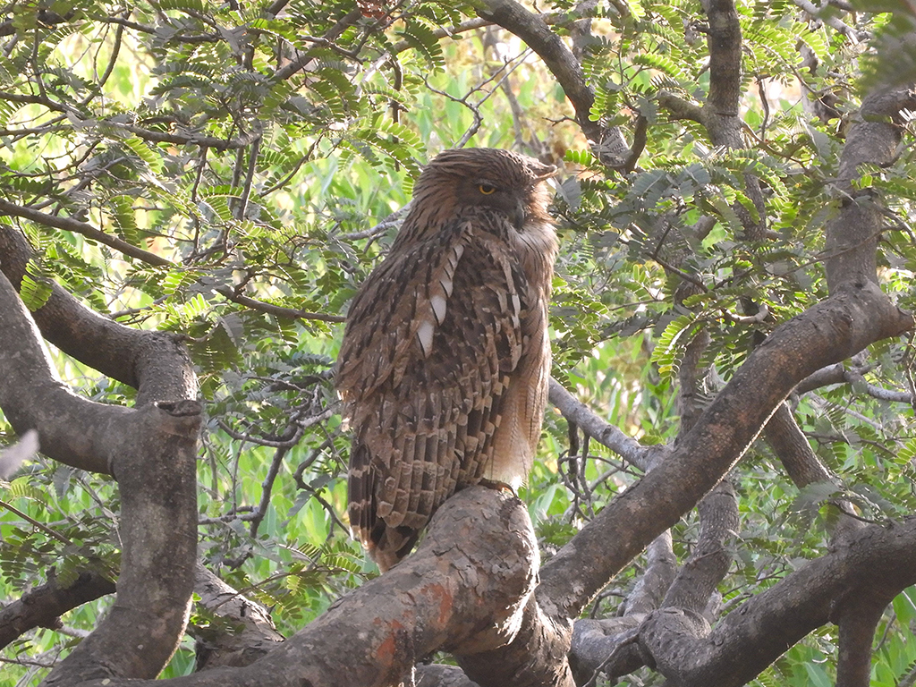 017 - Gufo reale presso il Sasan Gir National Park - Gujarat