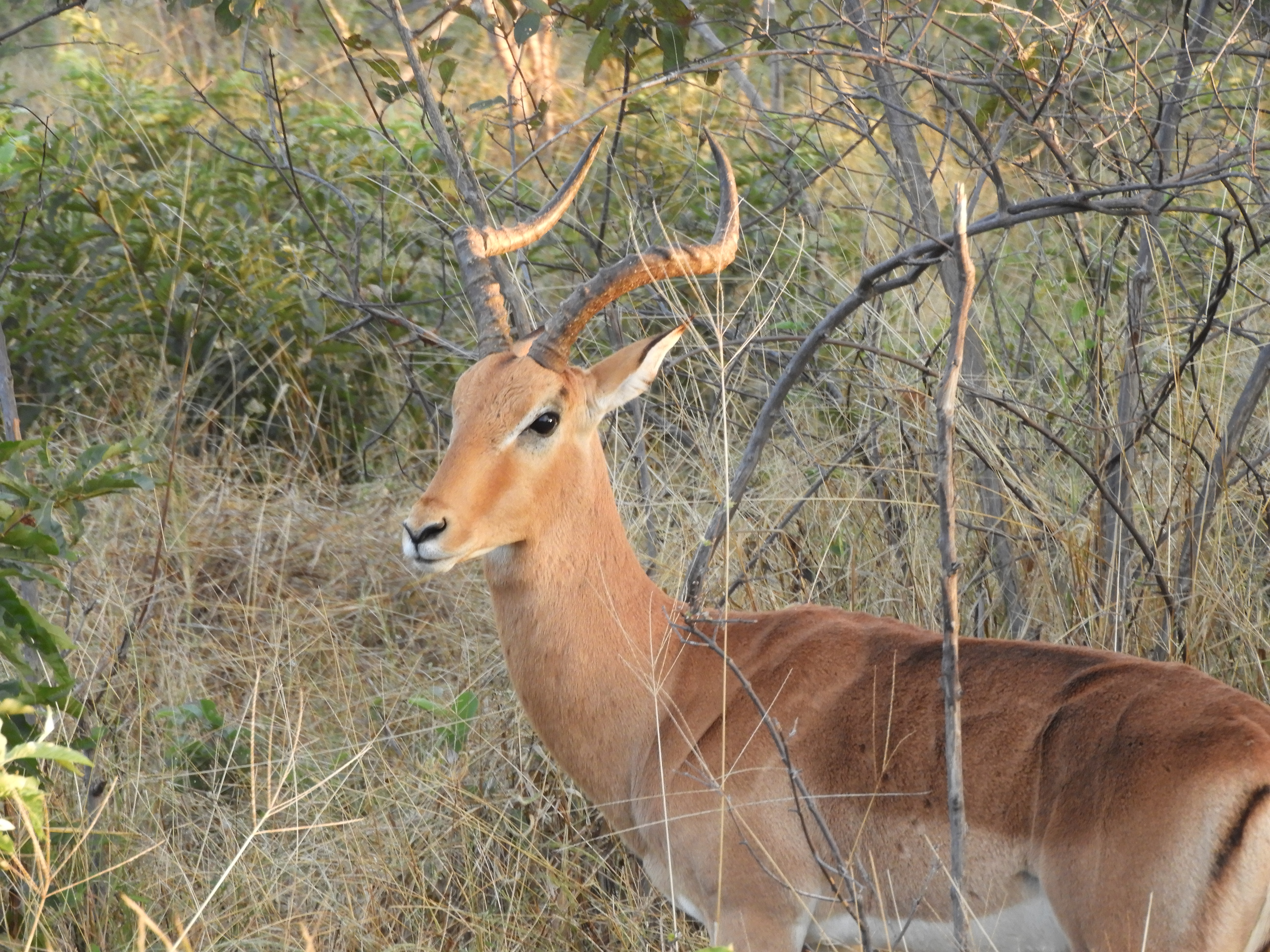 Impala nel Parco Nazionale del Chobe - Botswana