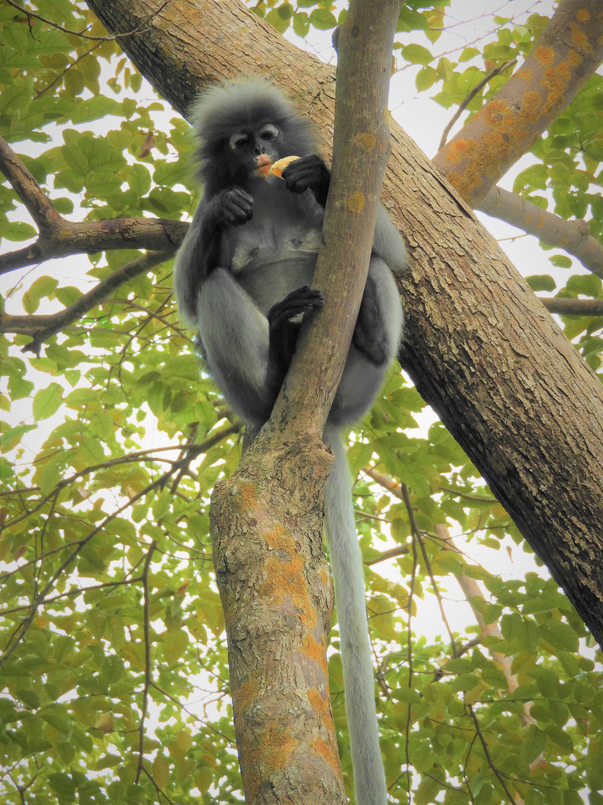 1104 - Scimmia Langur dagli occhiali - Thailandia