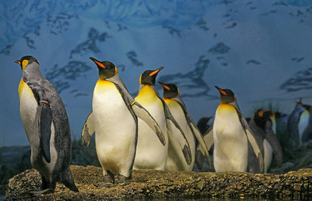 PINGUINI IMPERATORE <br> VERSO L'ESTINZIONE  