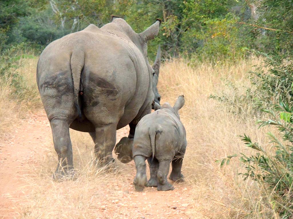 717 - Rinoceronte con cucciolo nella riserva di Mpumalanga/2 - Sud Africa
