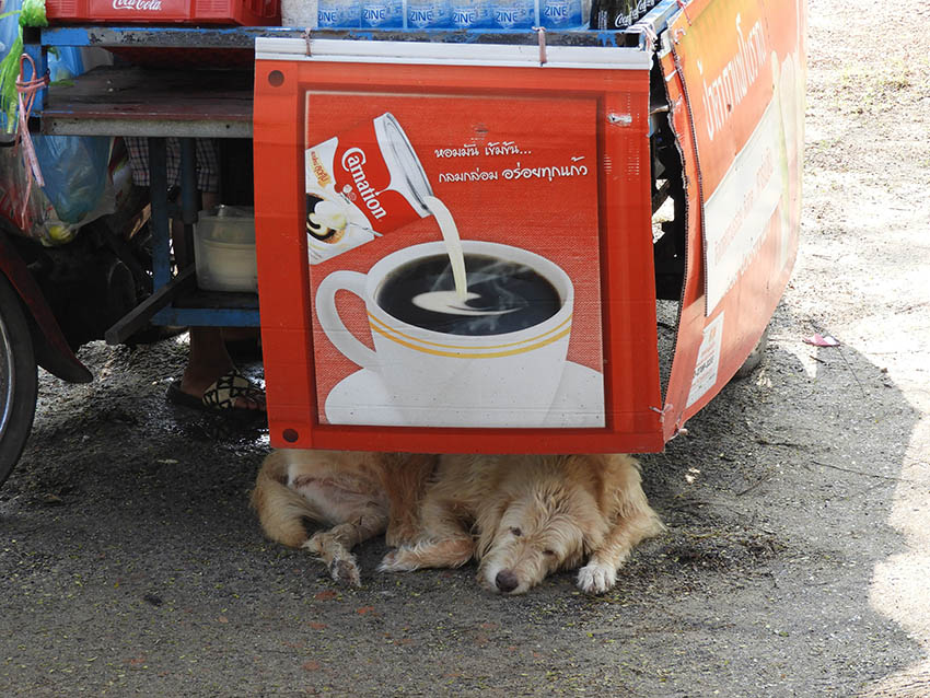 1089 - Cane all'ombra - Thailandia
