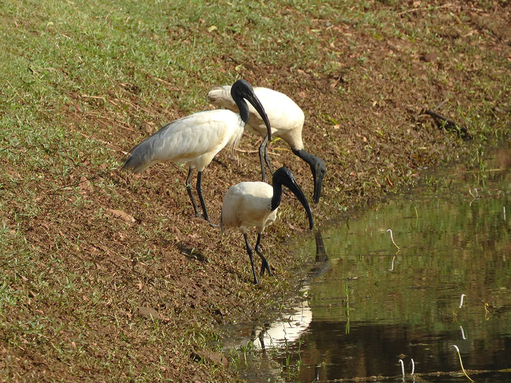 Ibis a Sigirija - Sri Lanka