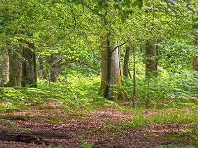 LA STARTUP FIORENTINA CHE RIFORESTA IL MONDO
