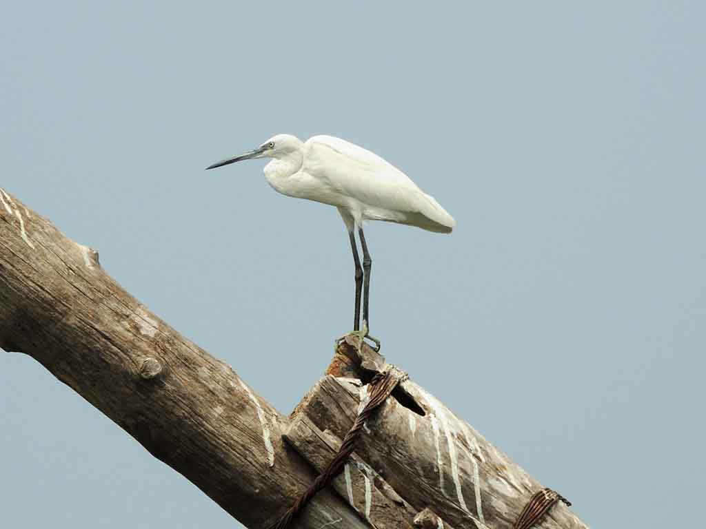 828 - Airone bianco della specie 