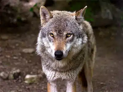 RICERCA, LUPO: LâIBRIDAZIONE CON IL CANE DOMESTICO METTE A RISCHIO LA SPECIE