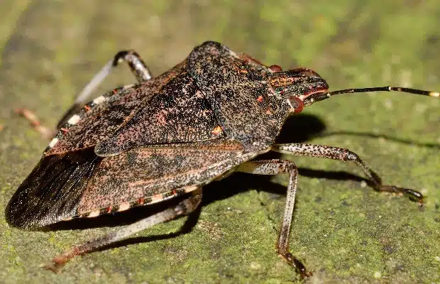 FARINA DI GRILLO, <br> RISCHIO ALLERGIE