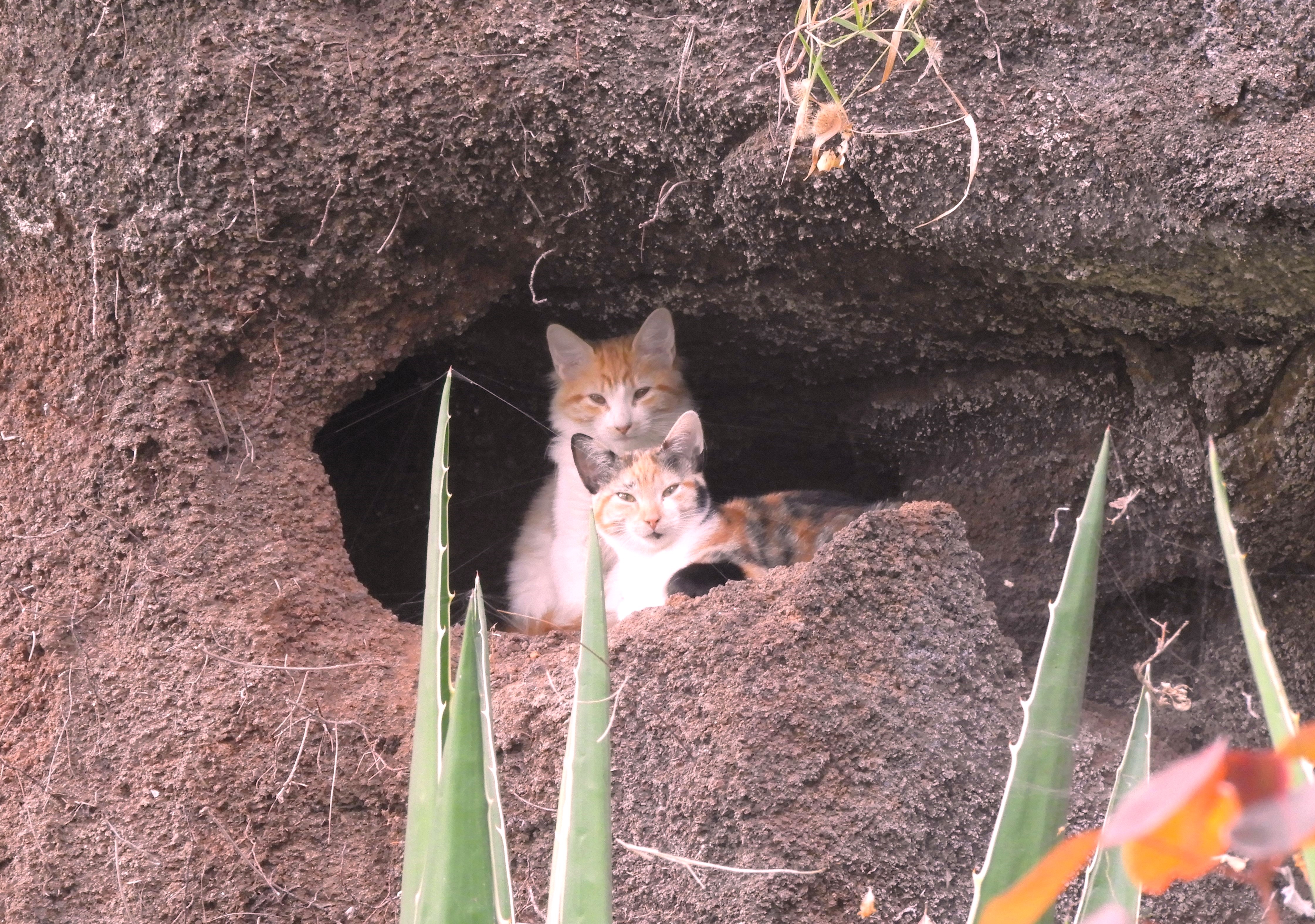 1178 - I gatti nell'isola di Madeira - Portogallo