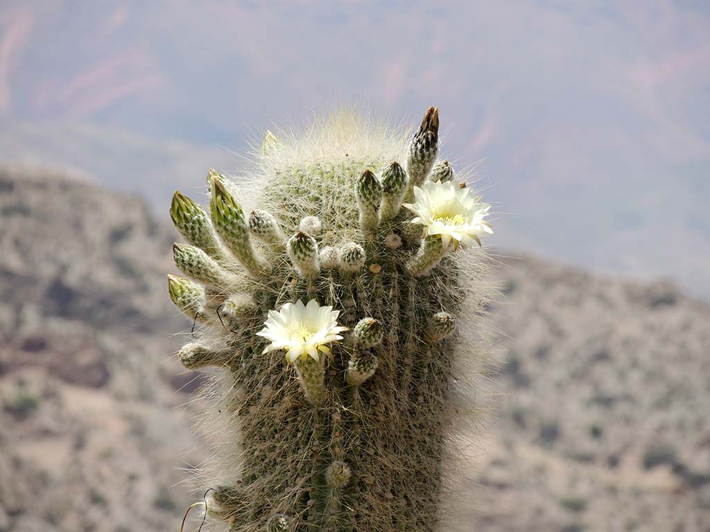 Fiore di cactus/2 - Argentina