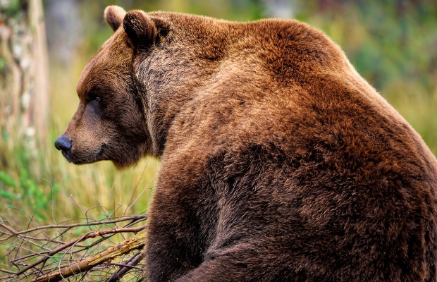 MOLVENO: ESCURSIONISTA A TU PER TU CON UN ORSO