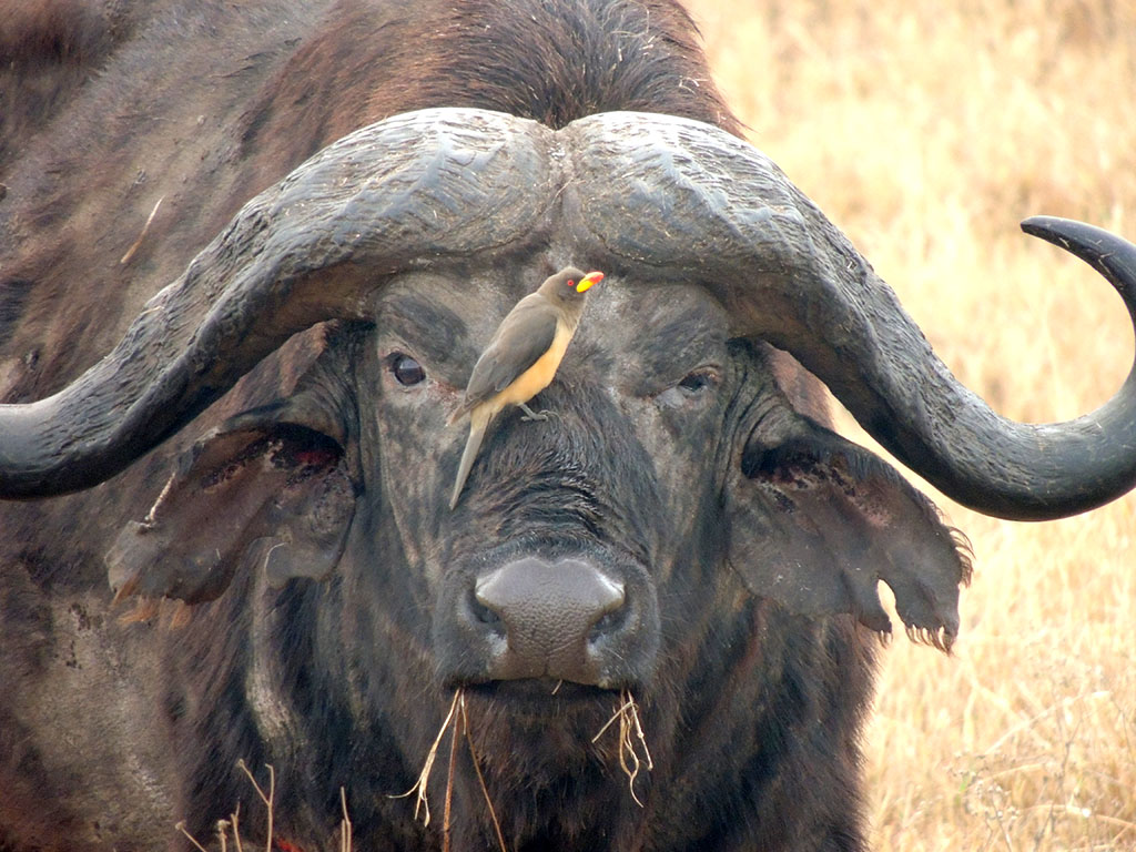 83 - Ngorongoro National Park - Tanzania