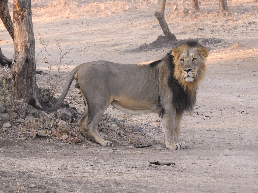 013 - Leone asiatico presso il Sasan Gir National Park - Gujarat
