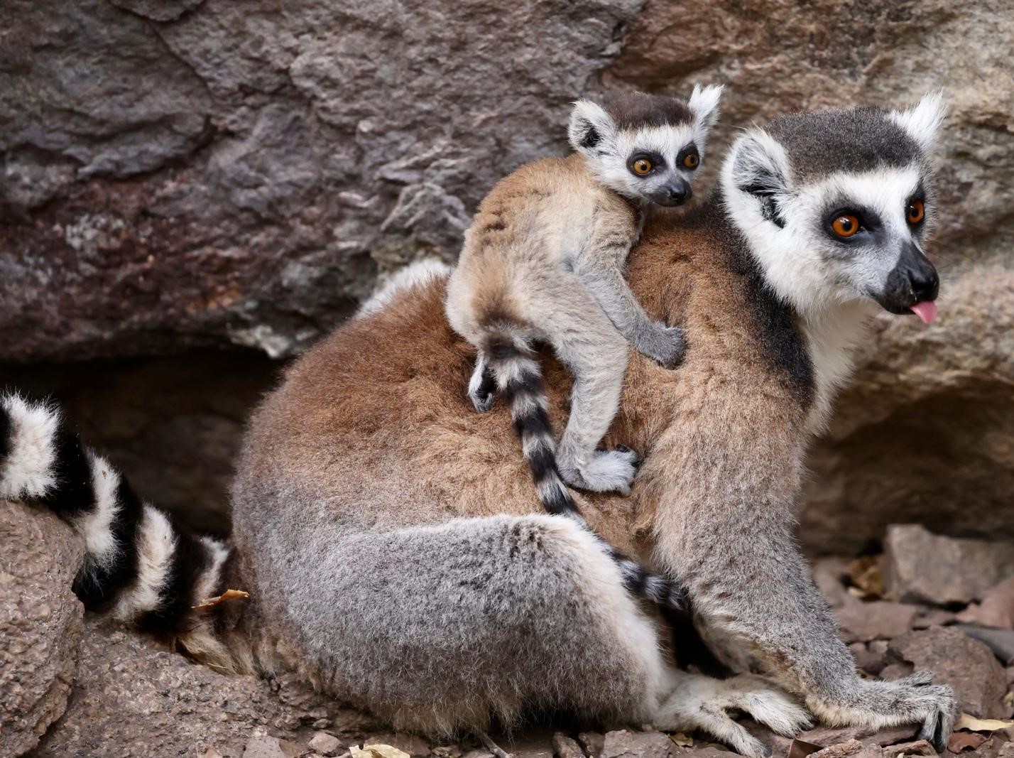 15 - Lemure Catta con cucciolo - Madagascar