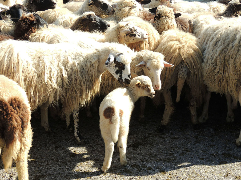 611 - Pecore al pascolo - Albania