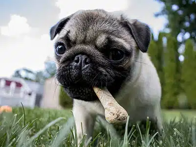UNO STUDIO RIVELA CHE CANI E CAVALLI GIOCANO E âRIDONOâ INSIEME