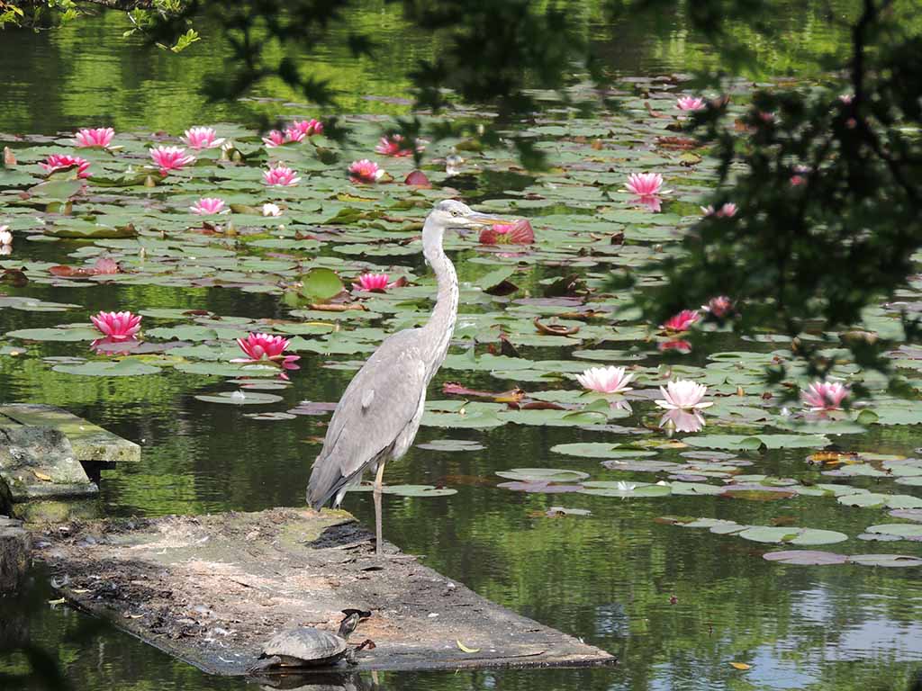 291 - Kyoto, airone nel giardino del Tempio Ryoanji - Giappone