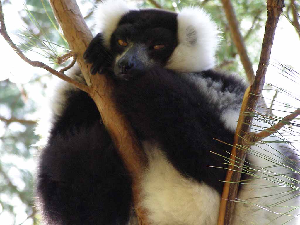 337 - Lemure variegato - Madagascar