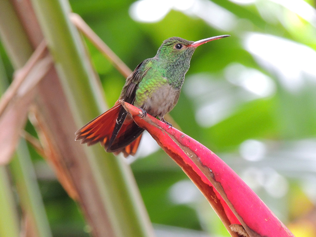 418 - Parco Tortuguero - Colibri' - Costa Rica