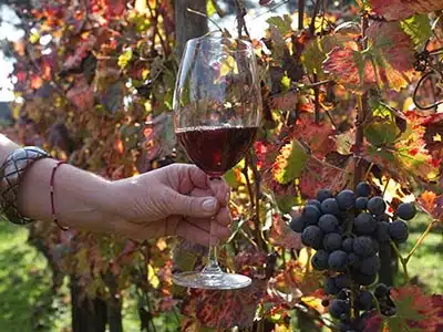 VINO, âLA NUOVA NORMATIVA VITIVINICOLAâ LIBRO DELLâANNO IN MATERIA