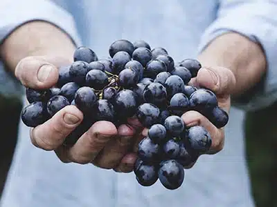 ORTOFRUTTA, LA FILIERA ITALIANA PROTAGONISTA IN COLOMBIA