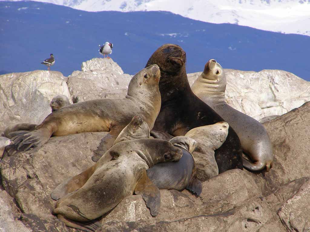 530 - Leone marino in Patagonia - Argentina