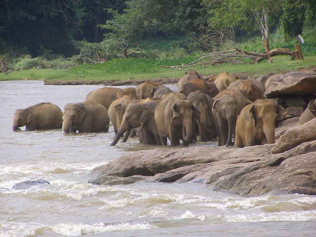311 - Elefanti nella riserva di Pinnewala