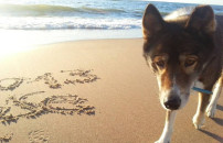 CON FIDO IN VACANZA <BR> FELICI E 