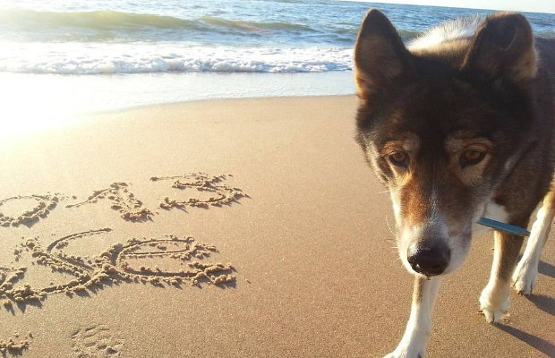 CON FIDO IN VACANZA <BR> FELICI E 