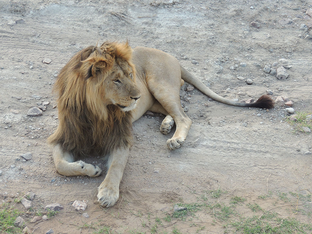 90 - Serengeti National Park - Tanzania