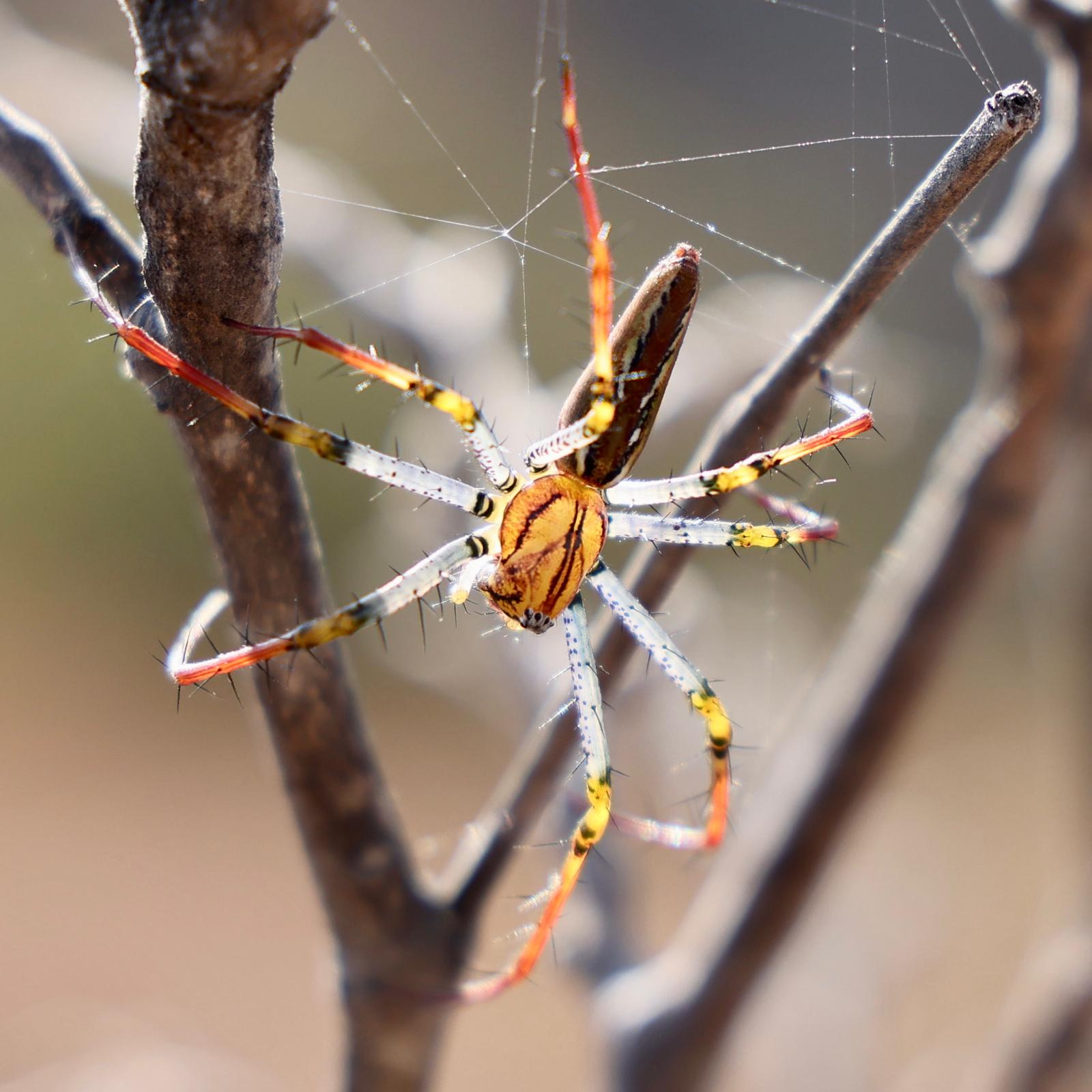 01 - Ragno tigre - Madagascar