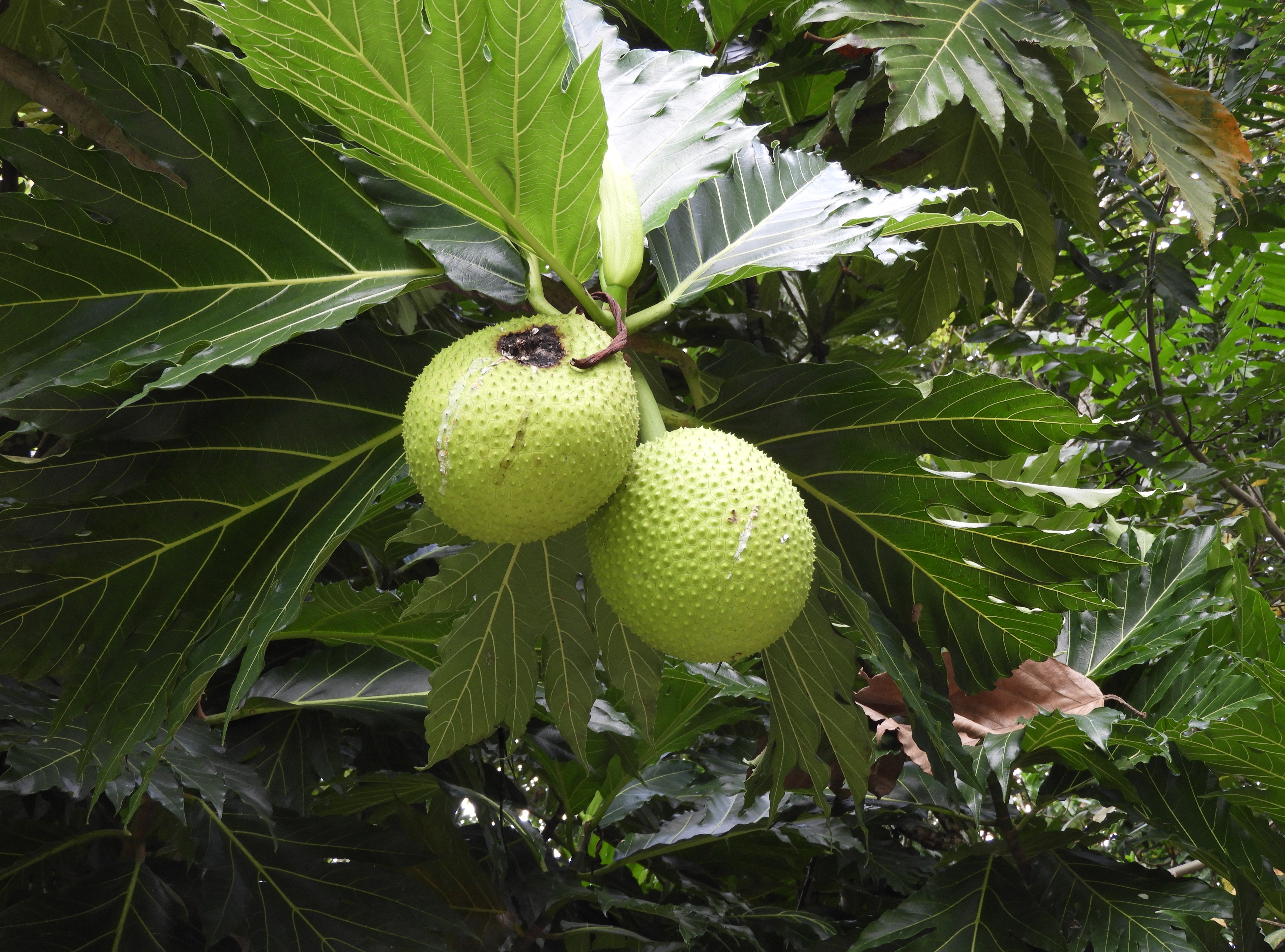 Frutto dell'albero del pane - Honduras