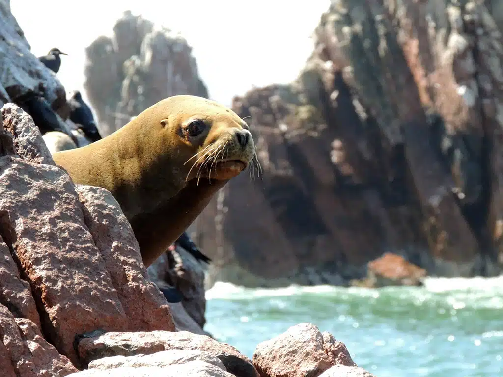 446 - Isole Ballestas - Peru'