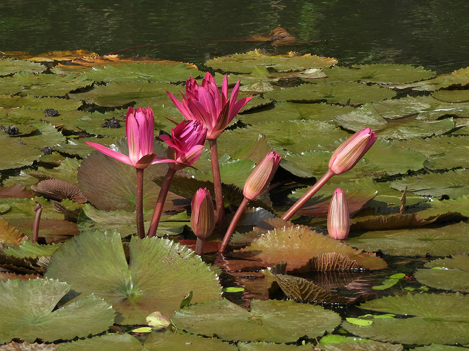 Fiori di giglio d'acqua sul Rio Dulce - Guatemala
