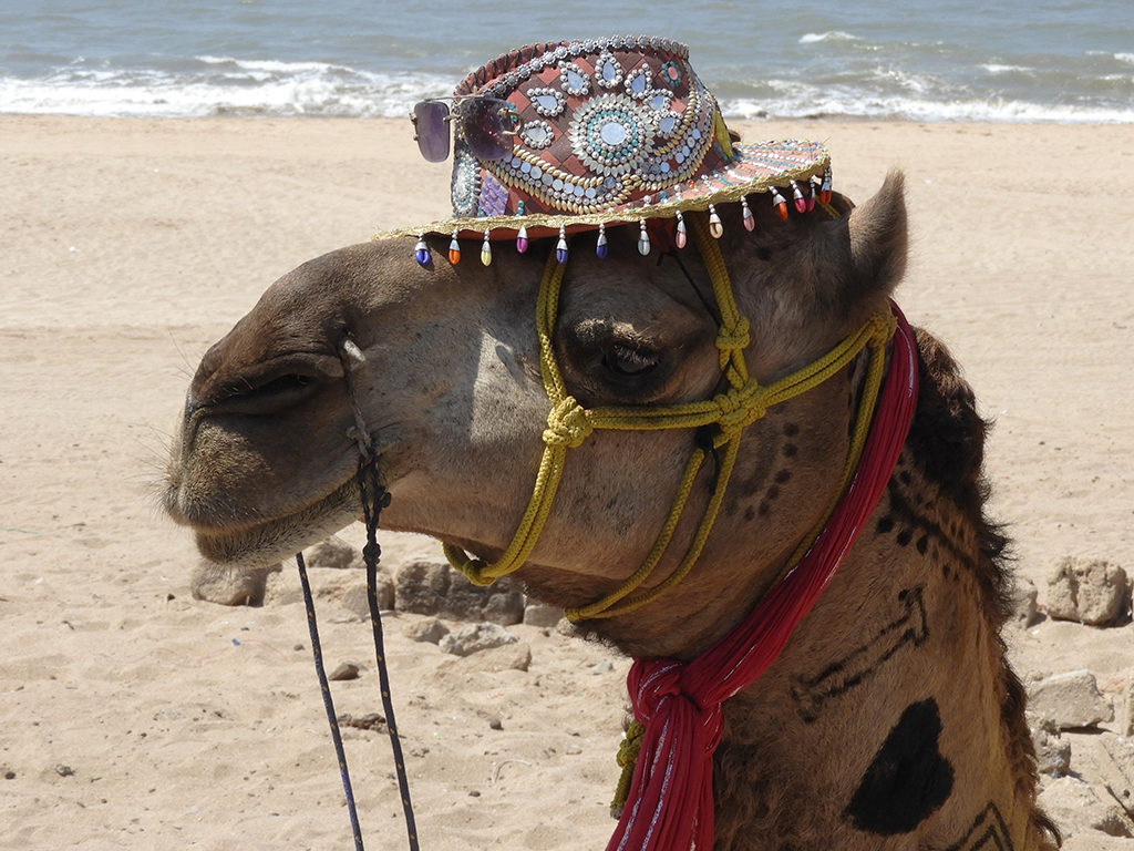 020 - Cammello nei pressi di Dwarka - Gujarat