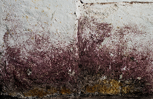 Il Museo Novecento presenta âLandscape, Nature, and Rural Labourâ al Parlamento Europeo