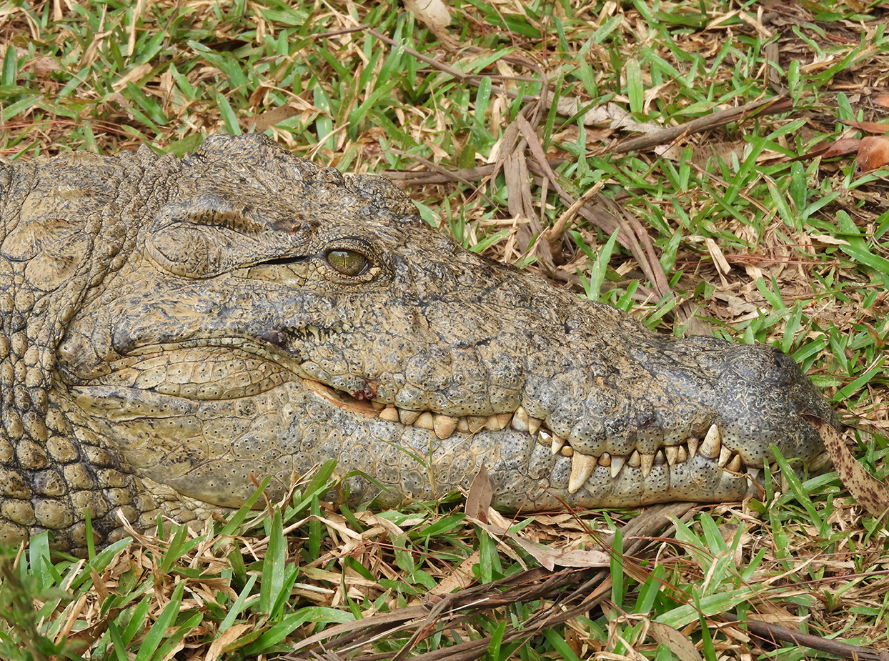 12 - Coccodrillo - Madagascar