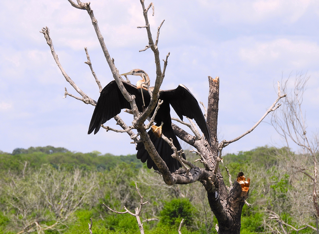 1138 - Cormorano - Uganda