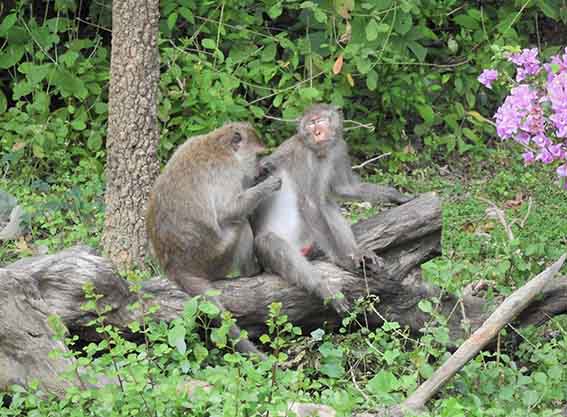 1102 - Macachi intenti nelle pulizie - Thailandia