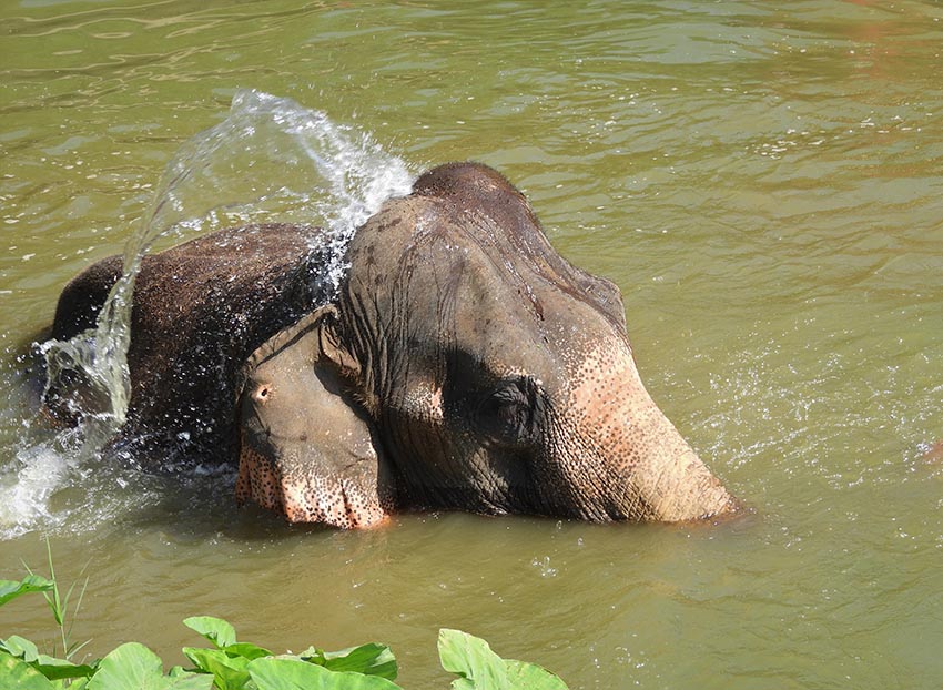 1095 - Bagno dell'elefante - Thailandia