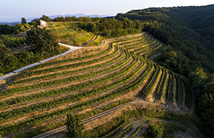La Ponca conquista riconoscimenti nazionali ed internazionali: la Malvasia 2022 tra i vini piÃ¹ premiati